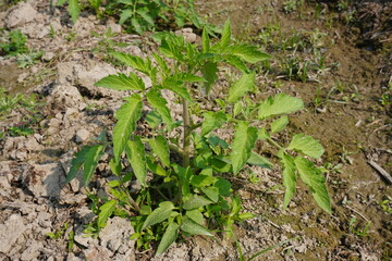 The tomato plant with its new leaves close up with a blurry background 