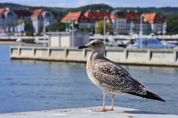 A seagull sitting on the pier and the buildings of the hotel and spa house in Sopot.
