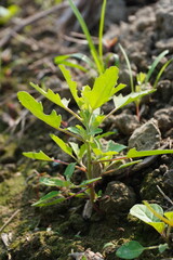 Tiny White goosefoot plant in close up with a blurry background 