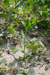 Young field peas plant in close up