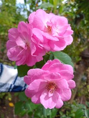 pink rose bush