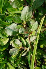 Trianthema portulacastrum is a species of flowering plant in the ice plant family known by the common names desert horsepurslane,black pigweed, and giant pigweed