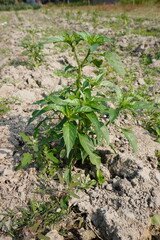 Green chili pepper plants are planted in the agricultural farm