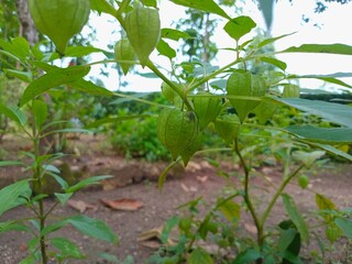 plants in a greenhouse