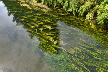 A view of clear river water with abundant green aquatic plants gently flowing with the current, alongside a lush green riverbank of Korana river in Karlovac