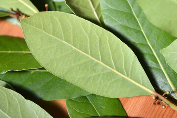 Harvested bay leaves 