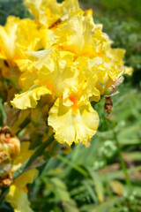 Tall bearded iris Golden Ruffles flowers