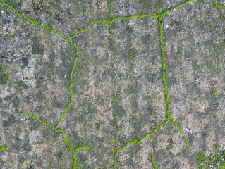 Obraz premium Top view of rough weathered concrete surface with bright green moss patches growth, vegetation and natural patterns on outdoors cement floor, urban decay and nature resilience. 