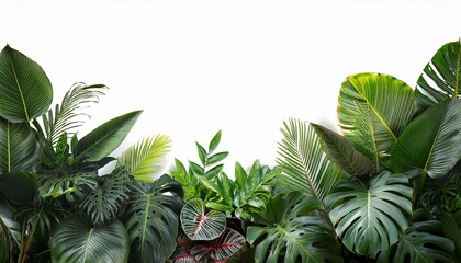 Obraz premium an intricate border of realistic tropical plants with lush green leaves ideal for graphic design projects and presentations cut out copy space realistic