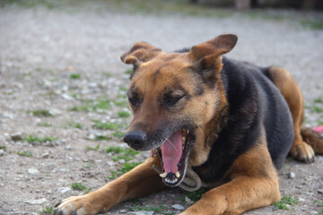 German shepherd dog lying on the ground and yawning. Selective focus.