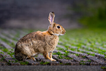 A rabbit is sitting on a brick walkway. The rabbit is brown and white. The walkway is made of bricks. Side profile, close-up. Ester Bunny