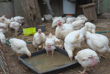 A group of chickens gathered around a water trough, with some pecking and drinking. The scene is set outdoors, with natural light highlighting the chickens and their surroundings.