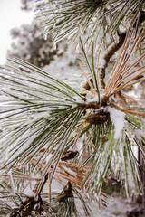 Pine branches covered with hoarfrost and snow in winter. © Вероника Одинокова