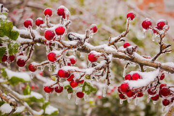 Red berries covered with hoarfrost on a branch of a tree