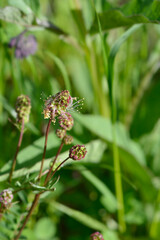 Salad burnet flower