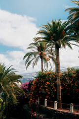 Fototapeta premium Colorful Garden with Palm Trees in Tenerife, Spain