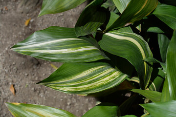 Variegated cast-iron plant leaves