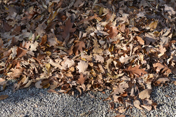 Ground covered with a layer of dry leaves in warm autumn tones