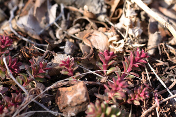 Close-up of red succulent plants in the spring garden.