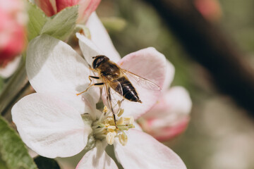Hoverfly collecting pollen on apple tree flower in spring