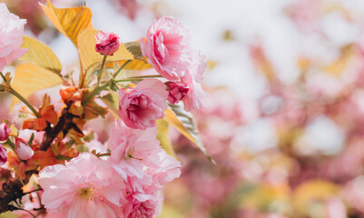 Pink japanese cherry tree flowers blooming in spring