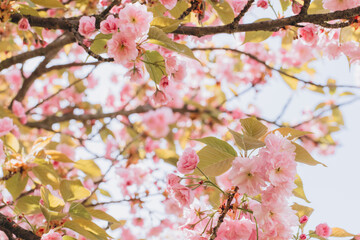 Pink cherry tree blossom flowers blooming during spring