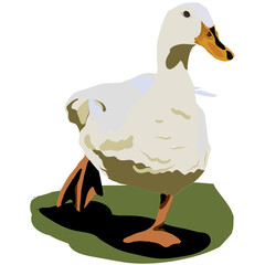 duck