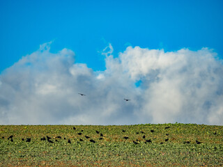 Krähen auf Futtersuche auf einem Feld