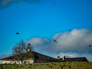 Krähen auf Futtersuche auf einem Feld