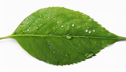 Obraz premium green leaf isolated on white background