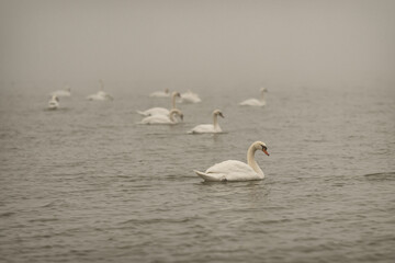Swans on a frozen day