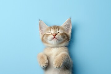 Obraz premium Smiling kitten lying on its back against a pastel blue background. Relaxation and happiness concepts
