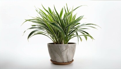 Fototapeta premium plant in a pot