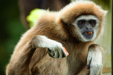 lar gibbon white-handed gibbon, an endangered primate in the gibbon family