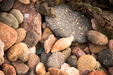 snail between the stones of the coast in Argentine Patagonia
