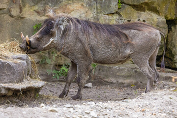 common warthog, standing very near by