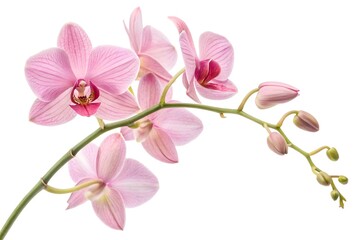 Pink dendrobium orchid isolated on white background.