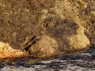 Kuhmist neben einem Kuhstall