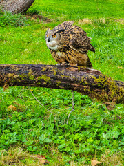 Eurasian Eagle Owl on a Tree Stump