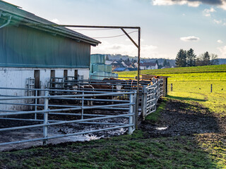 Kühe und Rinder Im Stall