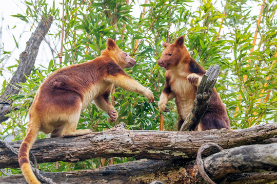 Goodfellow's Tree Kangaroo, portrait of very cute rare red animal.