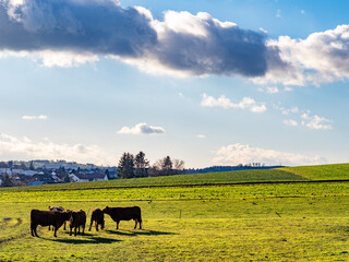 Rinder und K&uuml;he auf einer Weide