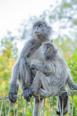 Closeup portrait of Tufted gray langur Semnopithecus priam
