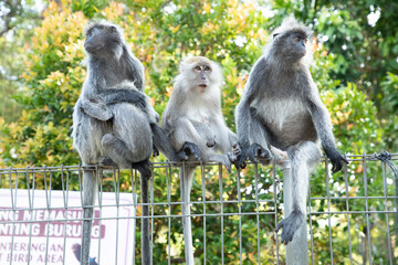 Closeup portrait of Tufted gray langur Semnopithecus priam