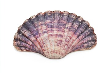 Obraz premium Vibrant Sea Shell on White Background: A Colorful Still Life Display with Ample Space for Your Text