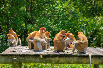 Proboscis Monkey Nasalis larvatus in mangrove rain forest