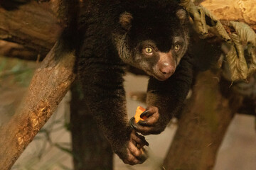 cute wild bear cuscus aulirops ursinus arboreal against blure background.