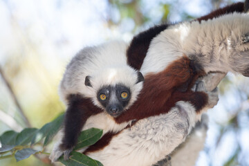 Endangered Coquerel Sifaka Lemur Propithecus coquereli Madagascar