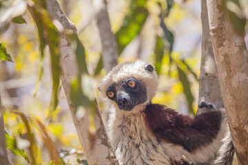 Endangered Coquerel Sifaka Lemur Propithecus coquereli Madagascar