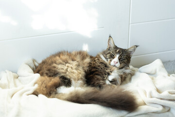 beautiful longhaired domestic graywhite Maine Coon cat lies on a white blanket